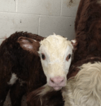 Wamogo's newest "student"